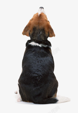 蹲坐蹲着抬头看天的黑毛狗背影图案高清图片