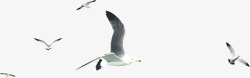 白色海鸥海鸥高清图片