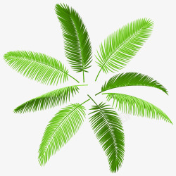 椰子叶一堆椰子叶高清图片