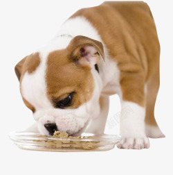 狗粮宠物食品可爱小型宠物狗吃狗粮高清图片