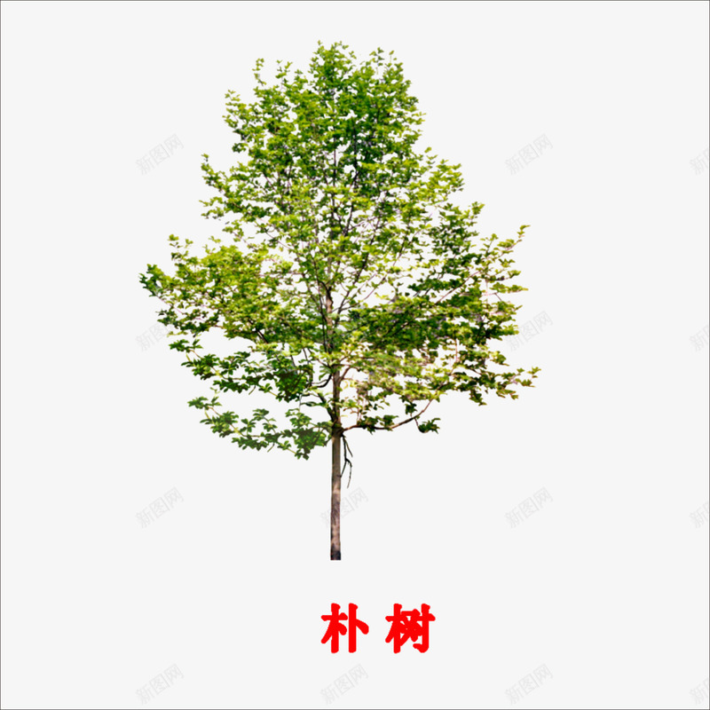 朴树png免抠素材_88icon https://88icon.com 大树 树木