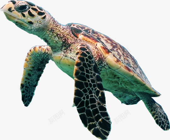 游泳的海龟png免抠素材_88icon https://88icon.com 国家保护动物 海洋动物 海龟 游泳的 褐色背部