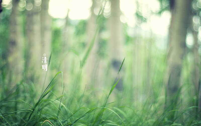 春天四月清明节青团海报背景2psd设计背景_88icon https://88icon.com 清明 节气 四月 春天 绿色 海报 清明节 传统节日 祭祖扫墓 青团 背景 