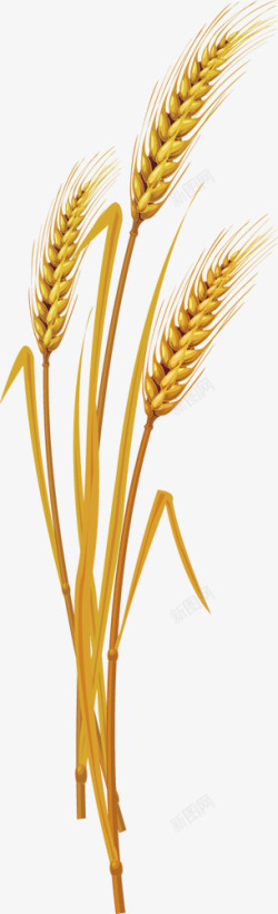 金色稻穗粮食元素素材