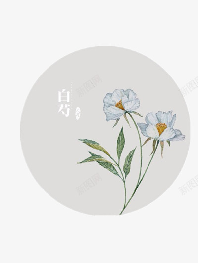 圆形插画png免抠素材_88icon https://88icon.com 插画 白芍 花种