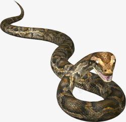 蟒蛇张开嘴的蟒蛇高清图片