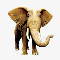 大象正面一头大象高清图片