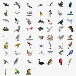 姿态各种姿态鸟类集合高清图片