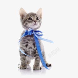 漂亮蓝色蝴蝶结戴着蝴蝶结的猫咪高清图片
