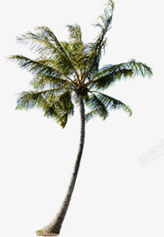 椰子树沙滩白底图海报植物素材