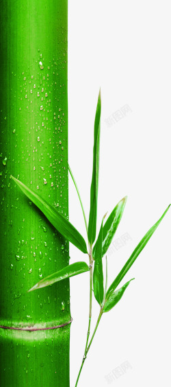 端午节绿色竹子素材