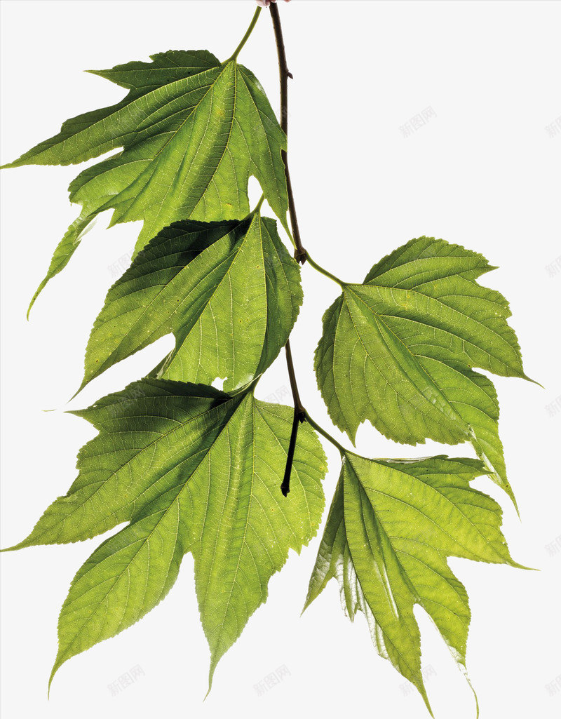 桑葚绿叶png免抠素材_88icon https://88icon.com 嫩枝 实物 桑葚叶 桑葚绿叶 植物 细枝 绿色叶子 自然