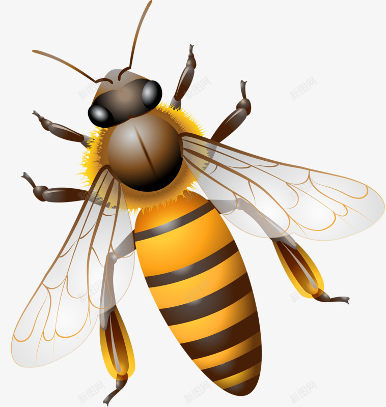 飞翔的蜜蜂png免抠素材_88icon https://88icon.com 会蜇人的蜜蜂 可怕的蜜蜂 可爱的蜜蜂 很大只的蜜蜂