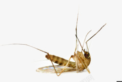 躺在地上躺在地上的蚊子高清图片