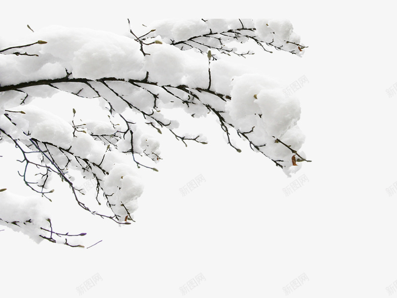 雪中白色树枝png免抠素材_88icon https://88icon.com 冬天 圣诞节 树 树枝 雾凇 雪树 大雪 装饰