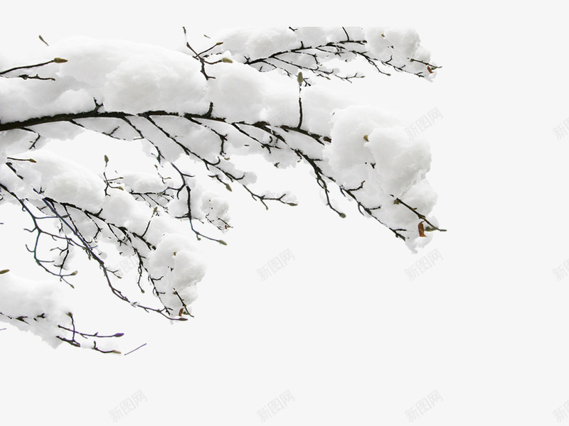 雪中白色树枝png免抠素材_88icon https://88icon.com 冬天 圣诞节 大雪 树 树枝 沁园春雪 装饰 雪树 雾凇