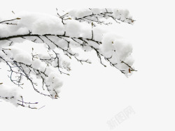 冬天树雪中白色树枝高清图片