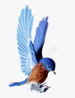 蓝色小鸟蓝色翅膀小鸟高清图片
