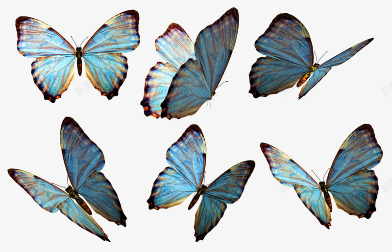 各个角度的蝴蝶集合png免抠素材_88icon https://88icon.com 五只蝴蝶 各个 成群的蝴蝶 蝴蝶 角度 集合
