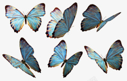 角度各个角度的蝴蝶集合高清图片