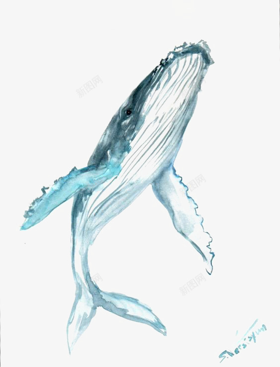 蓝鲸png免抠素材_88icon https://88icon.com 动物 卡通 手绘 海洋 素描鲸鱼 飞天鲸鱼 鲸鱼 鲸鱼插图
