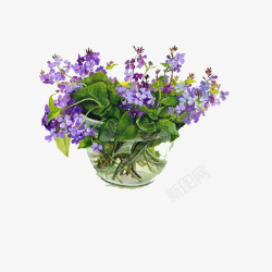 一盘开着紫色小花的植物素材