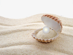 沙滩贝壳珍珠素材