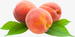 新鲜的桃子三个桃子高清图片