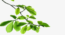 绿色枝叶png画树叶高清图片