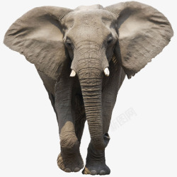 大象正面大耳朵非洲象高清图片