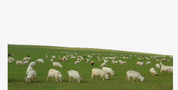 吃草山羊吃草的山羊高清图片