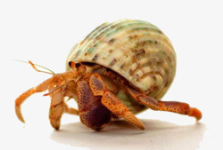 节肢动物寄居蟹摄影高清图片