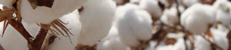 棉花植物花朵服装材质png免抠素材_88icon https://88icon.com 服装 材质 棉花 植物 花朵