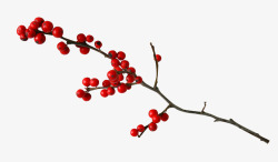 植物点缀红色小果子高清图片