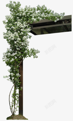 树杆庭院墙角花藤树木高清图片