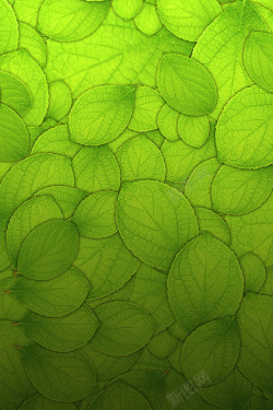天猫首页素材绿色叶子全屏背景高清图片