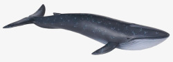 黑白鲸鱼海洋动物鲸鱼高清图片