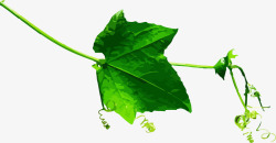 丝瓜藤葫芦科植物矢量图高清图片