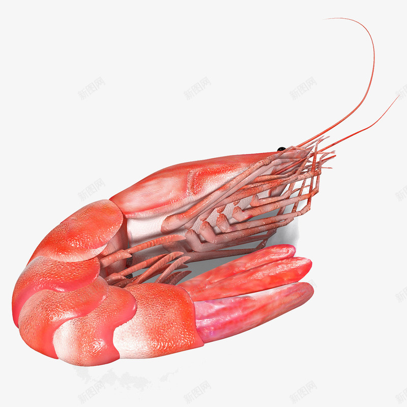 生白灼虾png免抠素材_88icon https://88icon.com 一只白灼虾 水煮虾 海鲜 海鲜虾 生白灼虾 白灼虾 立体