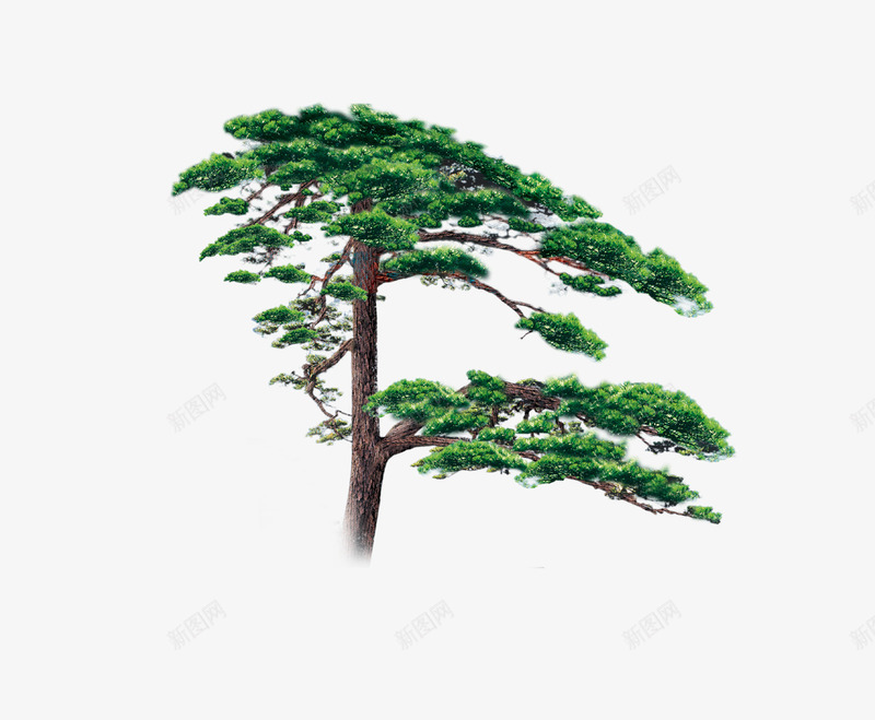 绿色的松树png免抠素材_88icon https://88icon.com 松树 树木 植物 绿松树 绿色 迎客松 雪松木