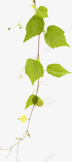 黄瓜树绿色植物叶子素材