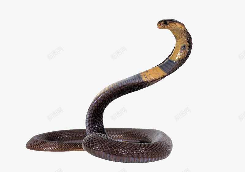 眼镜蛇凶猛的眼镜蛇png免抠素材_88icon https://88icon.com 动物 眼镜蛇 蛇 野兽