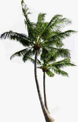 海边沙滩椰子树效果摄影素材