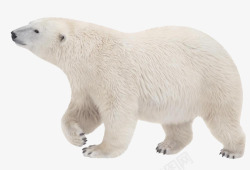 矢量珍惜强壮的北极熊高清图片