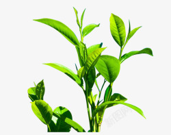 绿色大秦清新茶叶清新绿色茶树高清图片