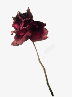 黑色玫瑰枯萎玫瑰实物海报装饰高清图片