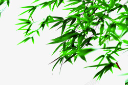 棕情端午绿色树叶枝叶素材