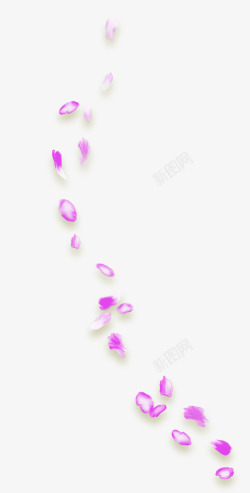 野花紫色花瓣花精美紫色花瓣高清图片