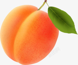 水果杏子熟杏水果卡通手绘高清图片