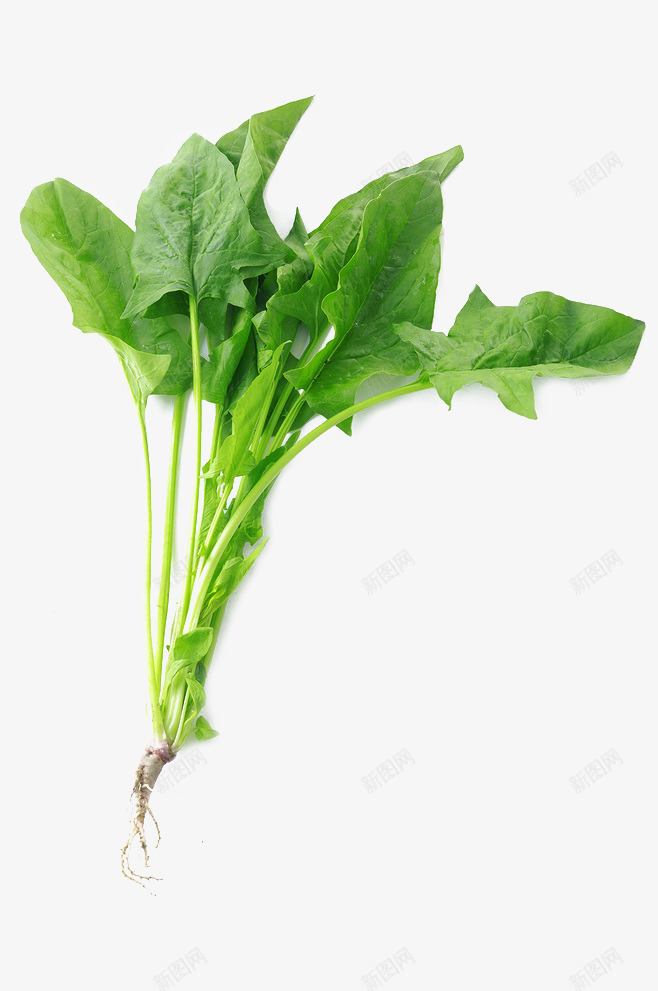 菠菜蔬菜食物png免抠素材_88icon https://88icon.com 爱心蔬菜 菜类图片 菠菜 蔬菜 赤根菜 食物
